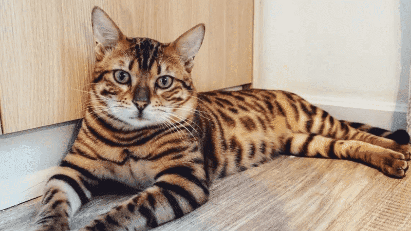 豹纹猫是什么品种