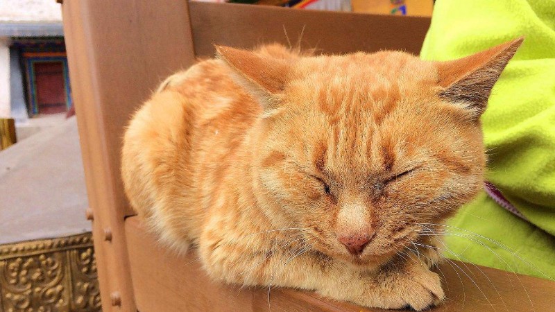 猫咪四肢无力浑身发软