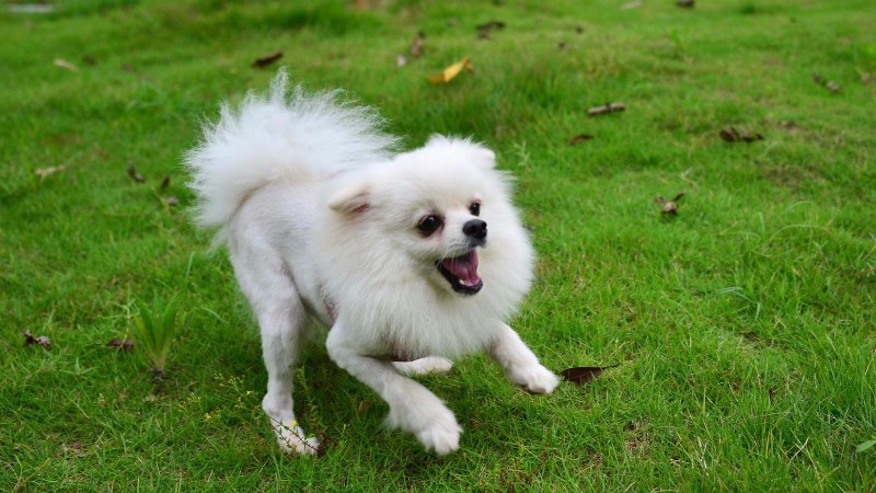 珍珠犬和博美犬的区别