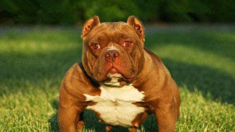 斯坦福犬和恶霸的区别
