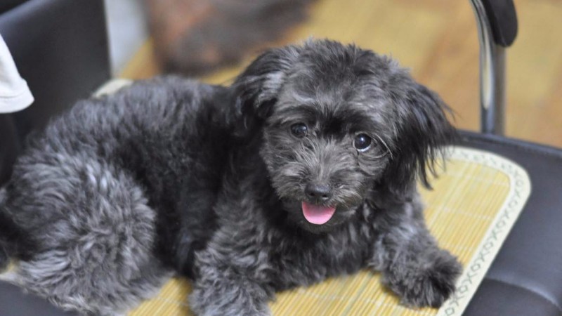 泰迪串串狗聪明吗