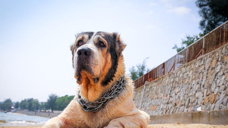 中亚牧羊犬打架排第几