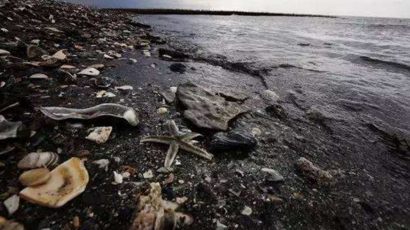 海洋污染的危害