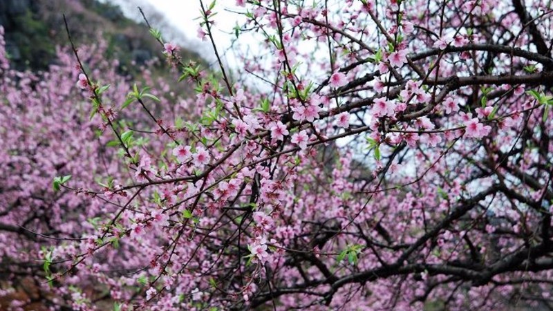 卫辉桃花什么时候开