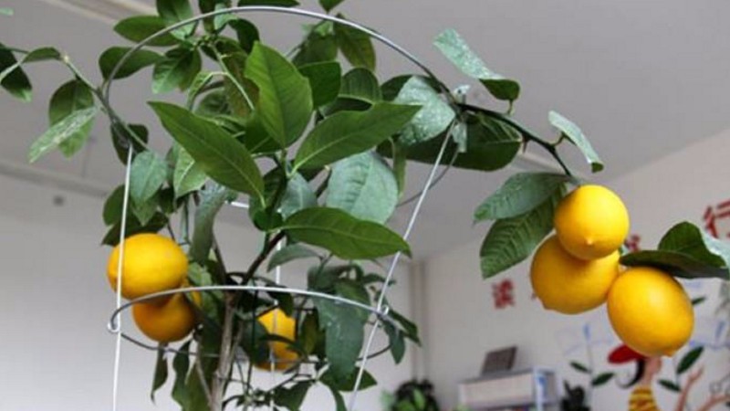 香水柠檬盆栽种植方法