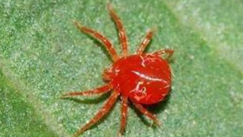 红色的小蜘蛛有没有毒