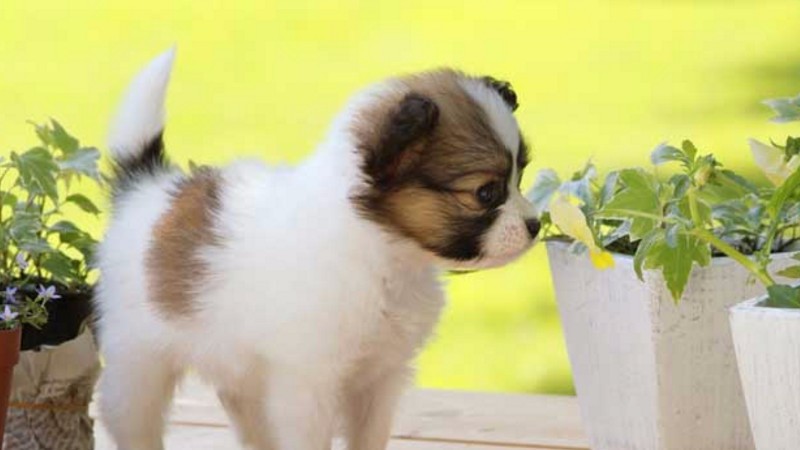蝴蝶犬智商怎么样
