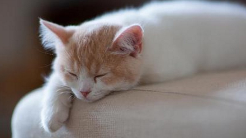 猫食欲不振消瘦嗜睡