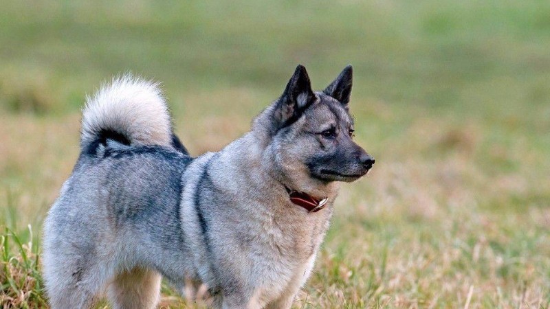 什么是挪威伦德猎犬