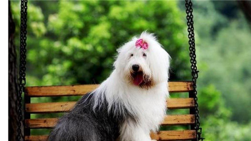 古代英国牧羊犬智商如何