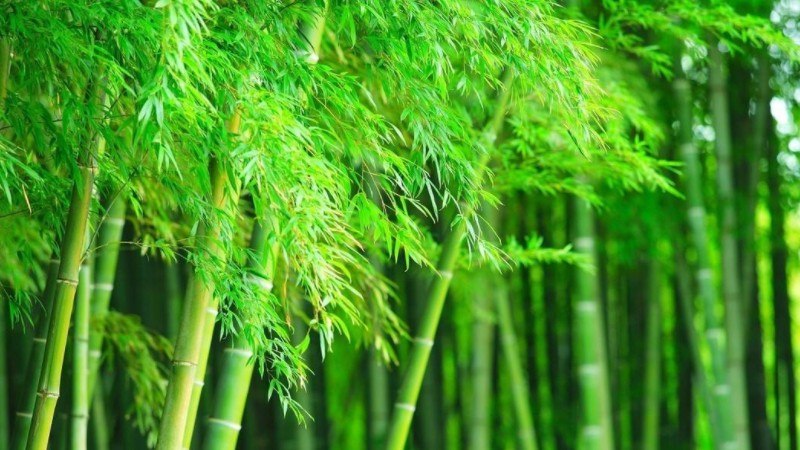 竹子有什么特点