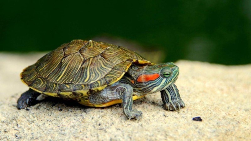 乌龟是两栖动物吗为什么