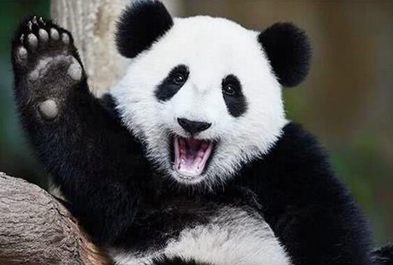 大熊猫抱着玩具不撒手,那表情绝了,大熊猫:我的竹子分你一半呀