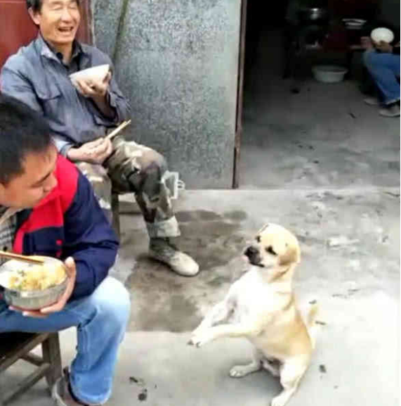 小土狗看到农民大叔吃饭馋到不停作揖谁说土狗不如洋狗聪明