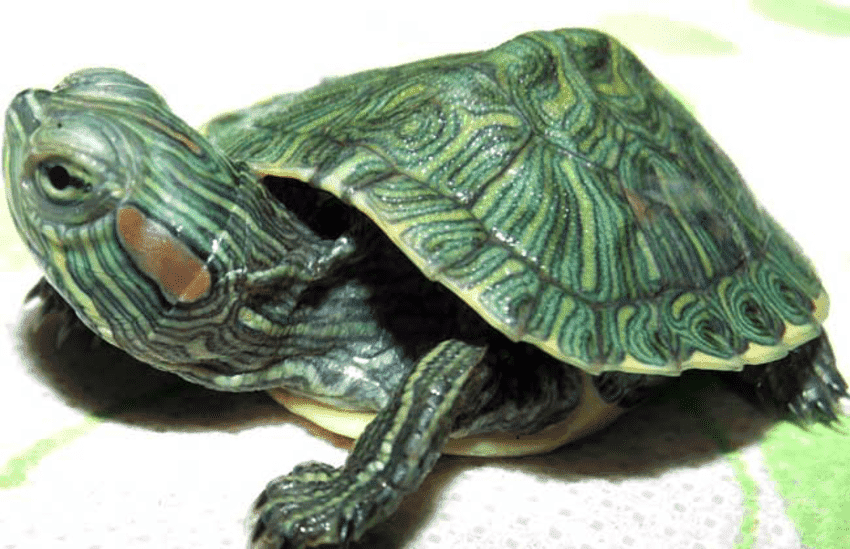 一,巴西龟的形态特征