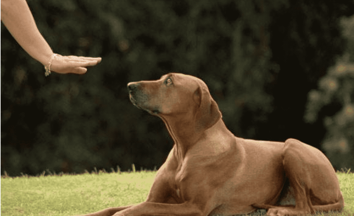 训练狗狗的方法手势有哪些