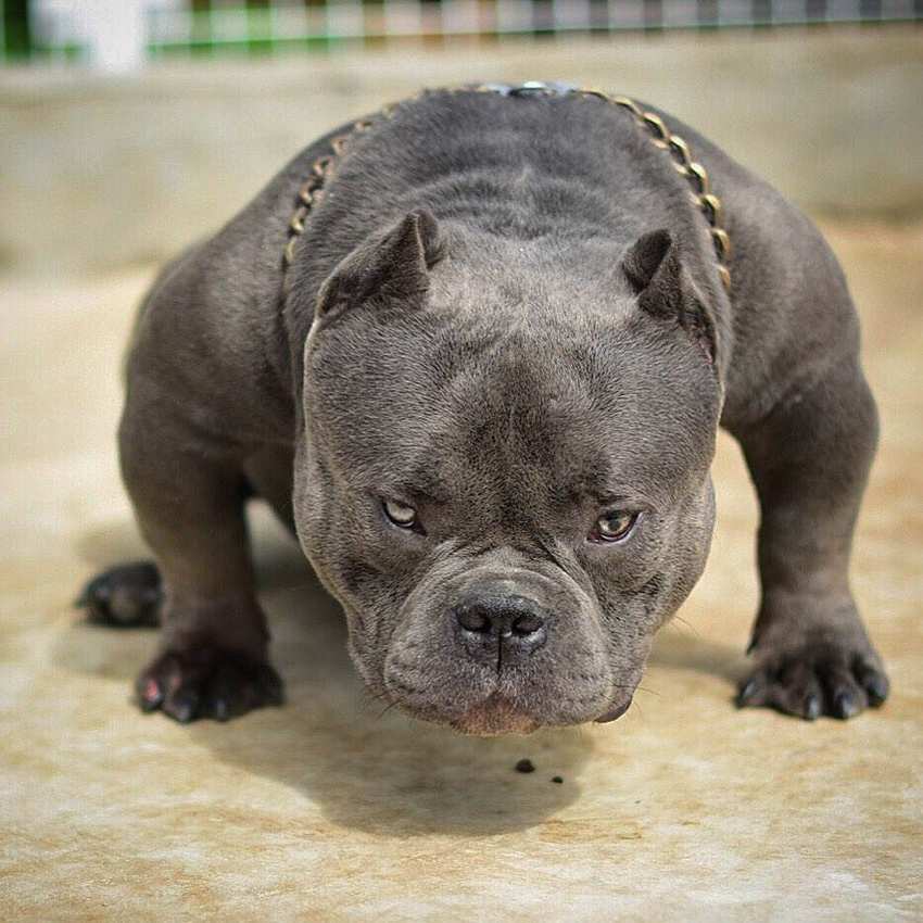 恶霸犬咬人吗