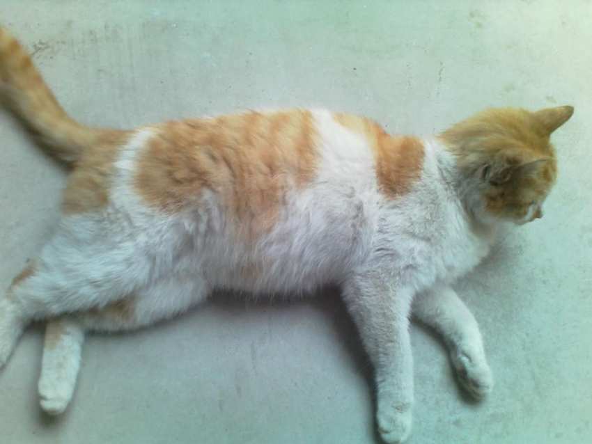 猫咪怀孕症状有哪些