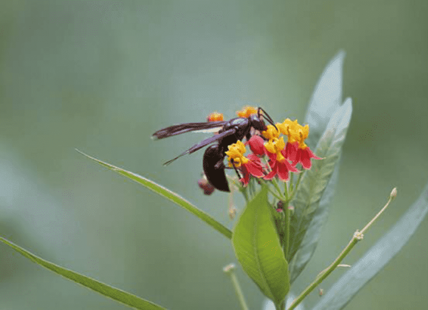 一,黑大蜜蜂的特征黑大蜜蜂与普通的蜜蜂不进颜色不同而且个头也是
