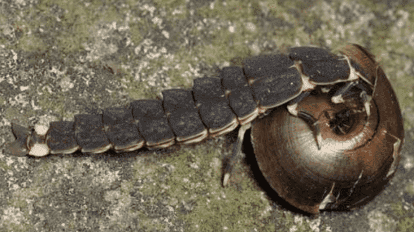 蜗牛的天敌是什么呢