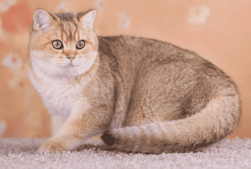 金渐层猫是什么品种