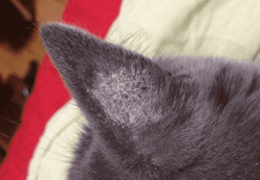 如果猫耳朵后面出现掉毛的情况,确定是患上了猫癣,首先可以先把周边