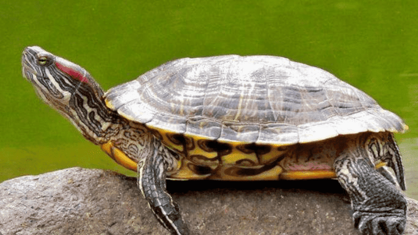 巴西龟并不是很胆小怕人的宠物,但有的龟友养的小龟却十分胆小,一有