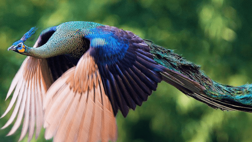 蓝孔雀和绿孔雀的区别是什么