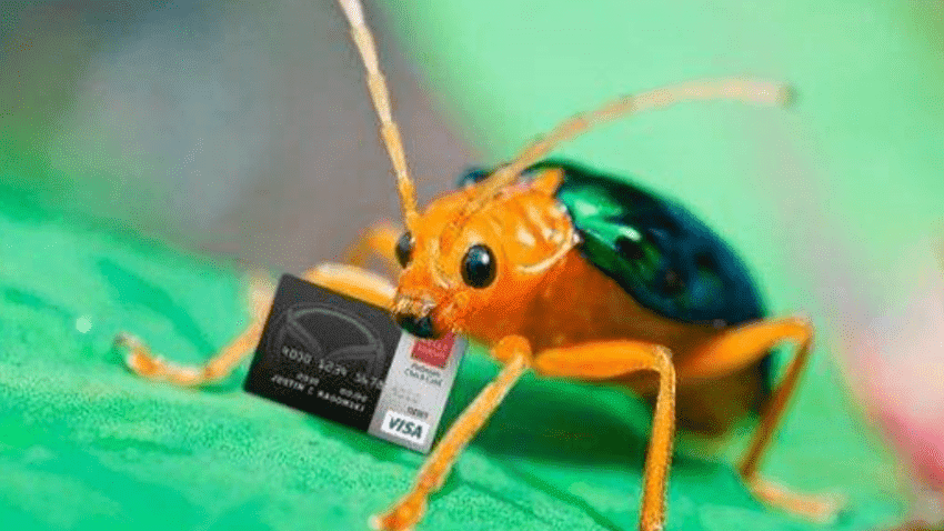 臭屁虫最怕什么怎么防治