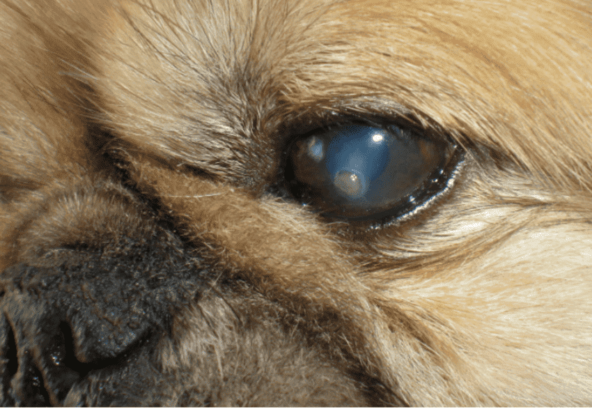 狗狗的眼睛有白膜怎么办