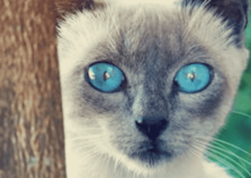 猫的眼睛一日三变形状