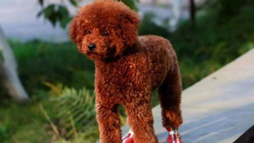 贵宾犬什么颜色最贵怎么挑选
