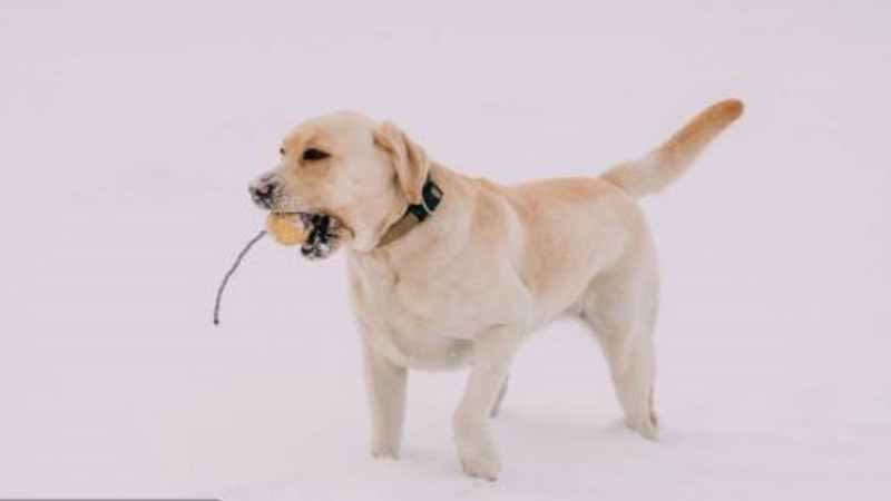 拉布拉多犬每日食量表