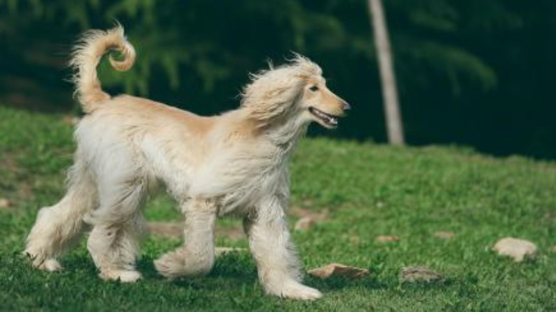 三,从性格特点看,英国可卡犬饲养有一定的难度