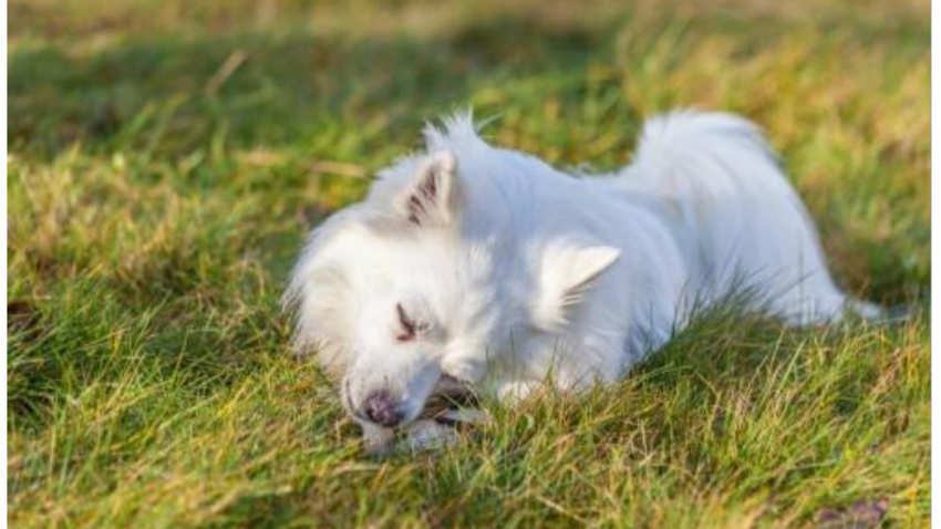 银狐犬的缺点有哪些