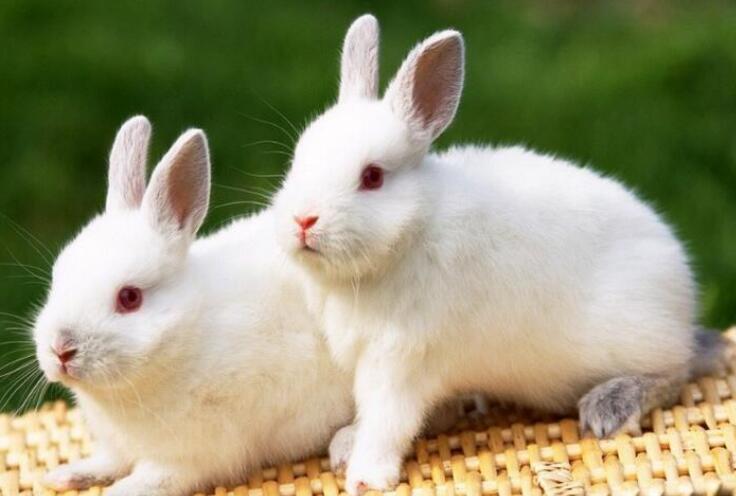 长长的耳朵和毛绒绒的身体惹人喜爱,兔子很爱干净,养久了也比较粘人.