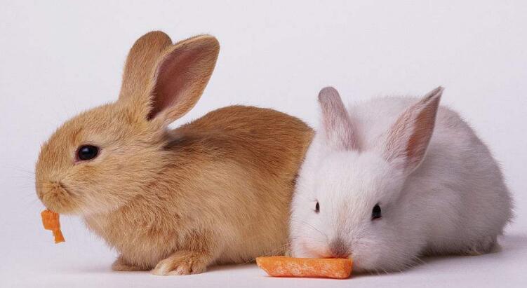 兔子可以吃白萝卜吗