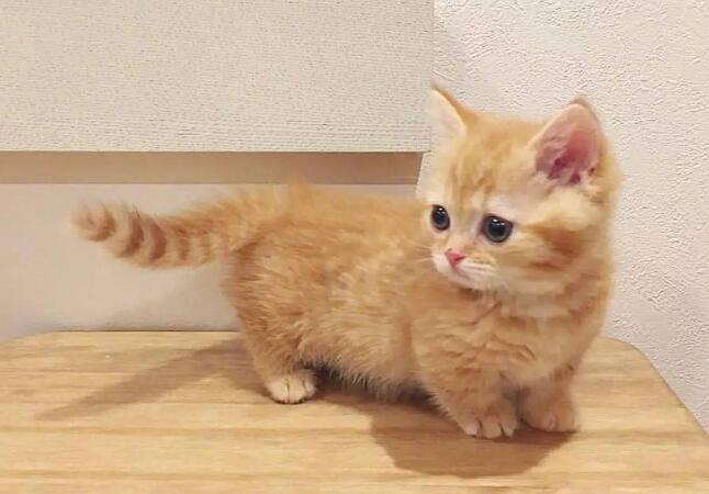 短腿橘猫是什么品种