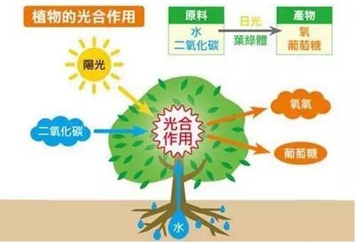 绿色植物光合作用是什么