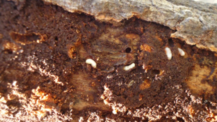 木头里面的虫子叫什么
