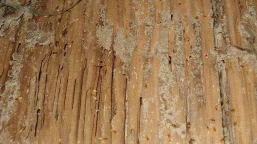 木头里面的虫子叫什么
