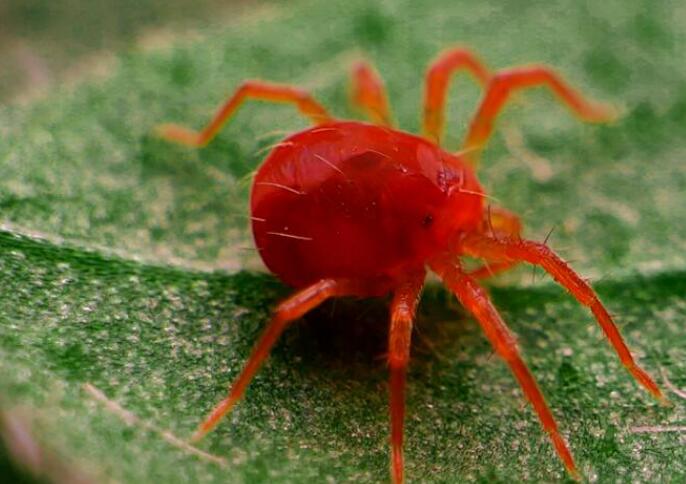 红色的蜘蛛有没有毒