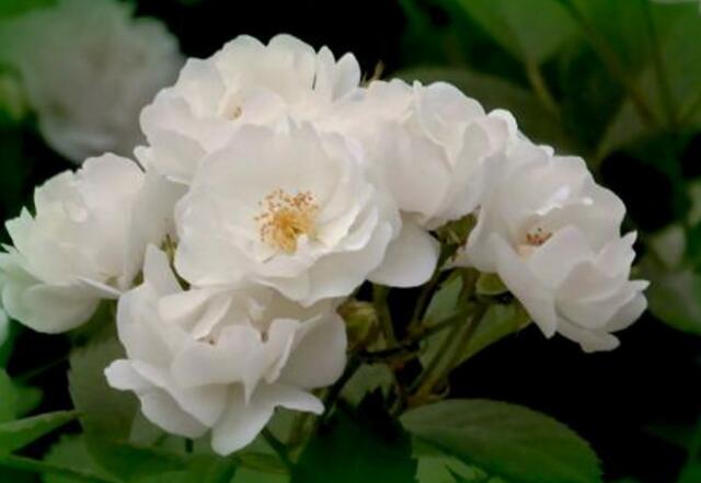 白蔷薇花语