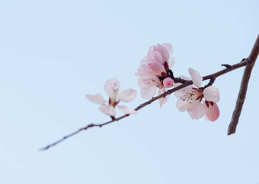 桃杏梨开花的顺序是什么