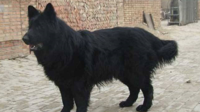 什么是比利时黑色牧羊犬
