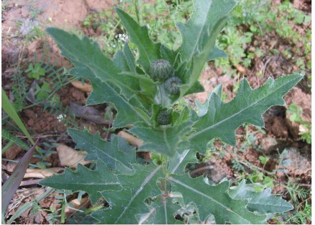 带刺的野菜叫什么