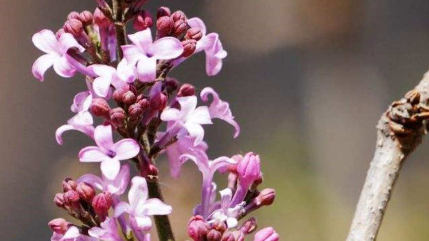 母丁香和公丁香区别