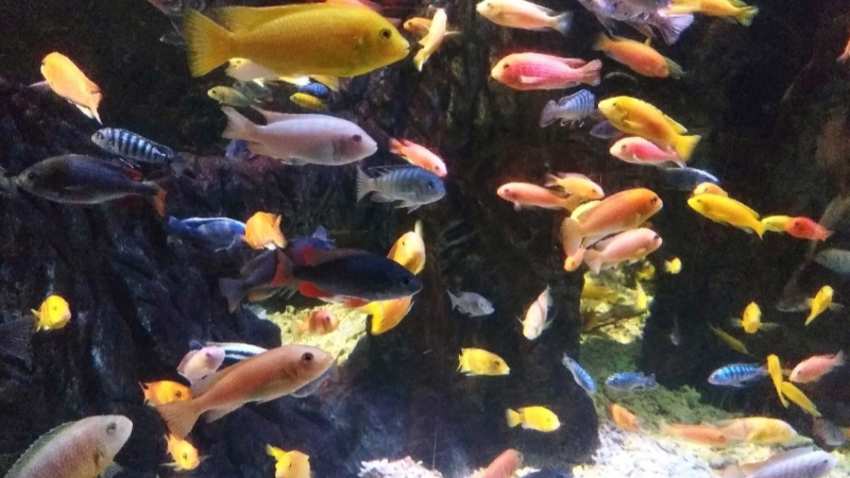 银川海洋馆的什么时间开放呢