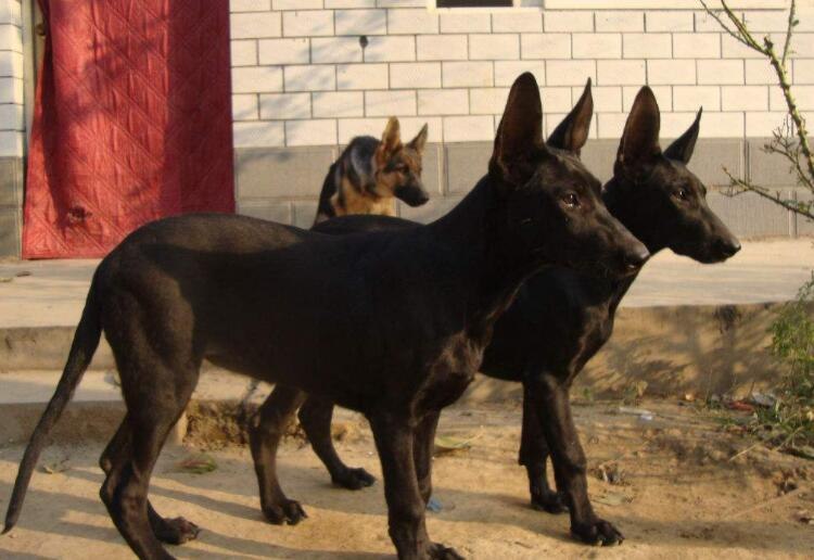 狼青犬拉血怎么办
