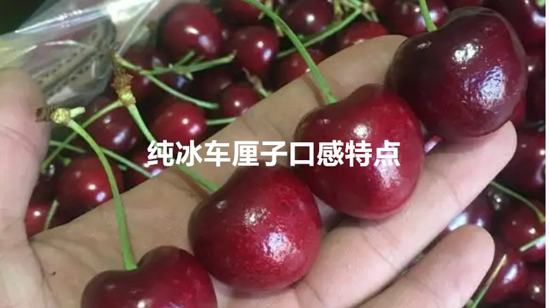 纯冰车厘子口感特点